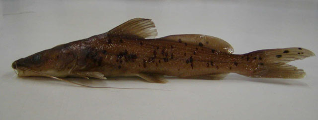 (Bagrus) Род КОСАТКИ 10 видов